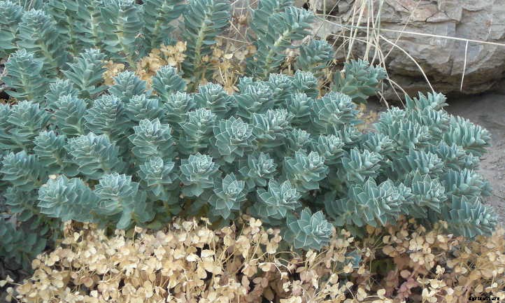 Xeriscape Plants: 35 Drought-Resistant Options