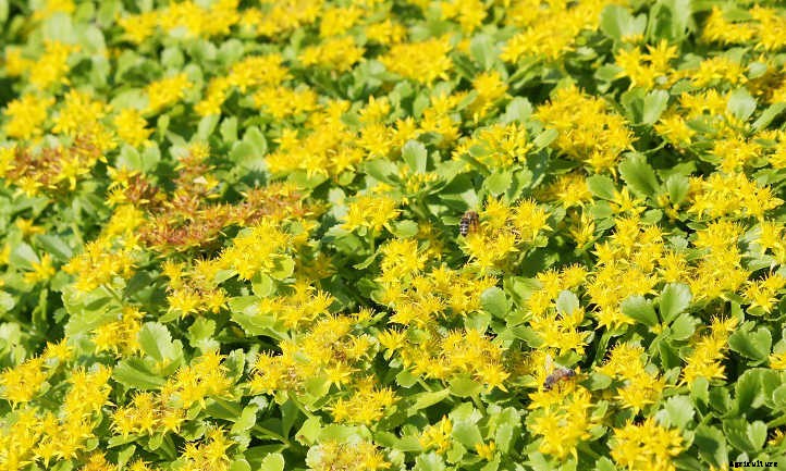 Xeriscape Plants: 35 Drought-Resistant Options