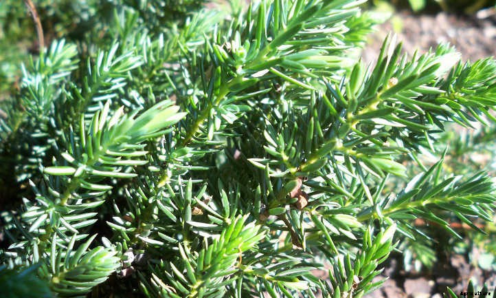 Xeriscape Plants: 35 Drought-Resistant Options