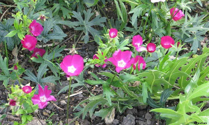 Xeriscape Plants: 35 Drought-Resistant Options