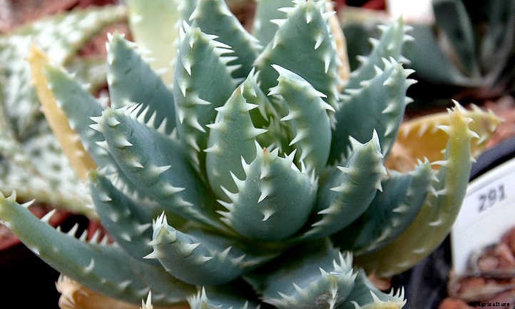 Xeriscape Plants: 35 Drought-Resistant Options