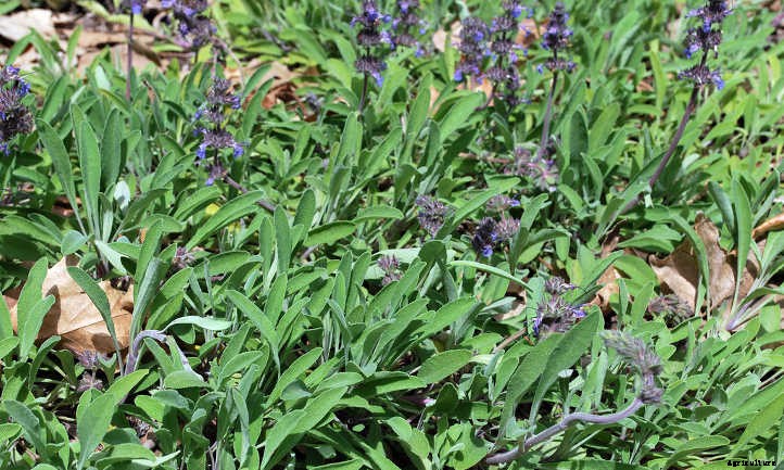 Xeriscape Plants: 35 Drought-Resistant Options