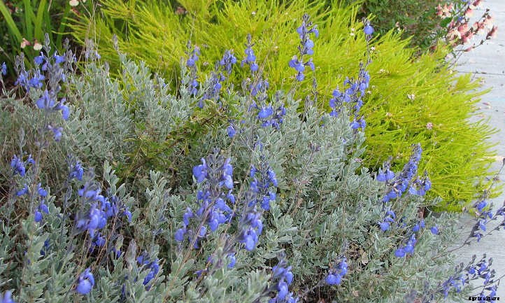 Xeriscape Plants: 35 Drought-Resistant Options