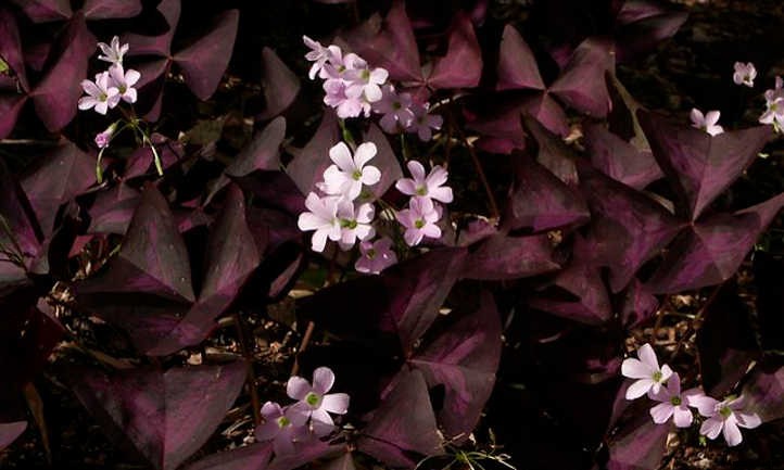 Xeriscape Plants: 35 Drought-Resistant Options