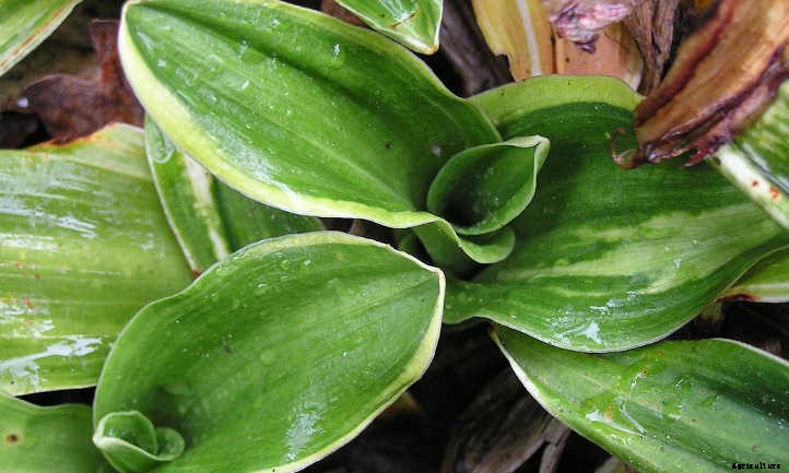 Xeriscape Plants: 35 Drought-Resistant Options