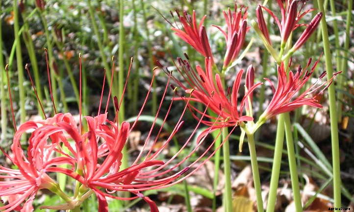 Xeriscape Plants: 35 Drought-Resistant Options