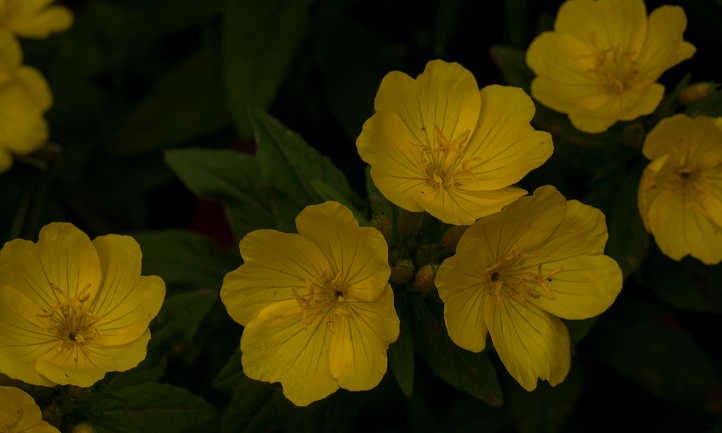 Xeriscape Plants: 35 Drought-Resistant Options