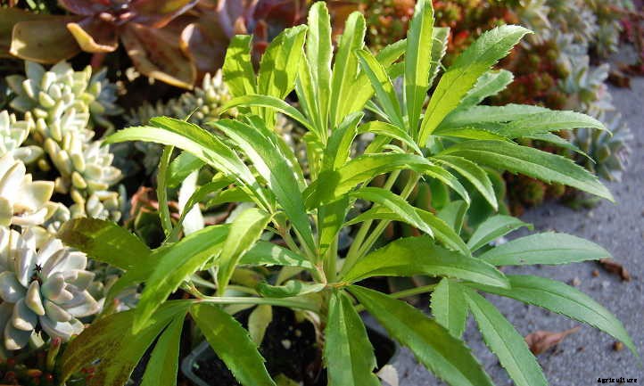 Xeriscape Plants: 35 Drought-Resistant Options