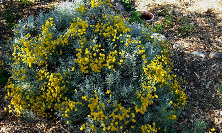 Xeriscape Plants: 35 Drought-Resistant Options