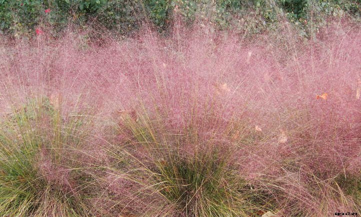 Xeriscape Plants: 35 Drought-Resistant Options