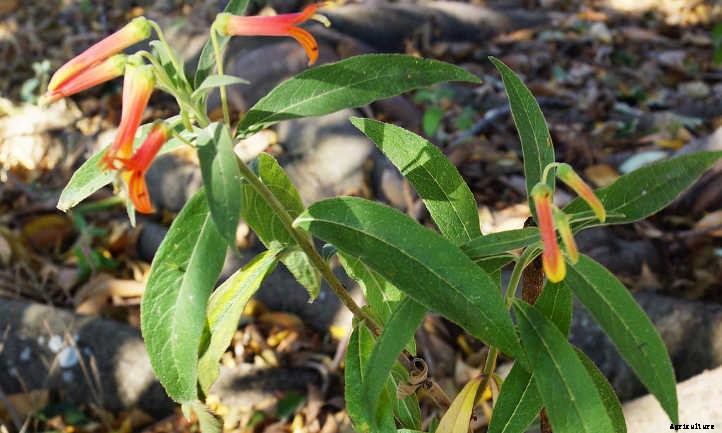 Xeriscape Plants: 35 Drought-Resistant Options