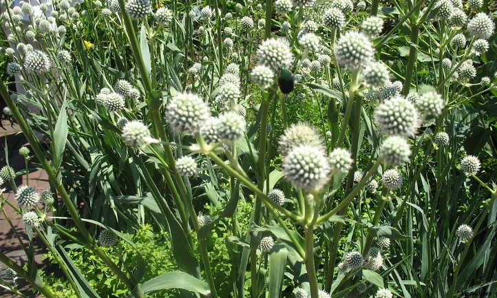 Xeriscape Plants: 35 Drought-Resistant Options