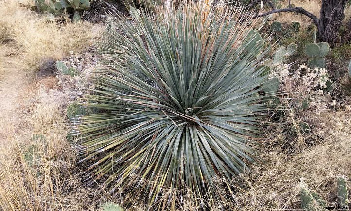 Xeriscape Plants: 35 Drought-Resistant Options