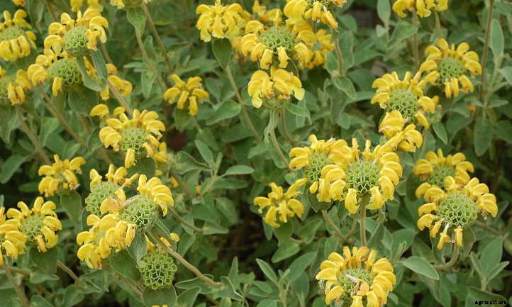 Xeriscape Plants: 35 Drought-Resistant Options