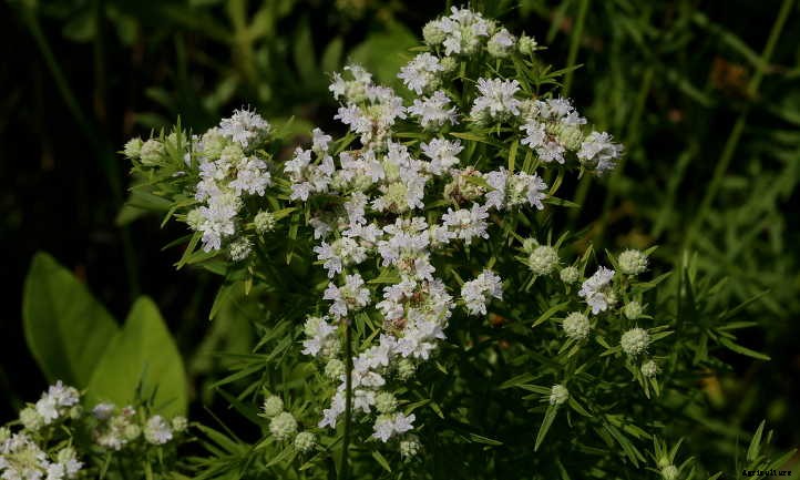 Xeriscape Plants: 35 Drought-Resistant Options