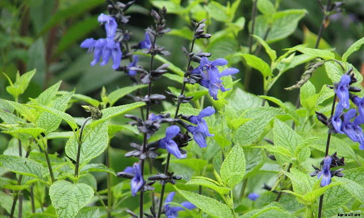 Xeriscape Plants: 35 Drought-Resistant Options