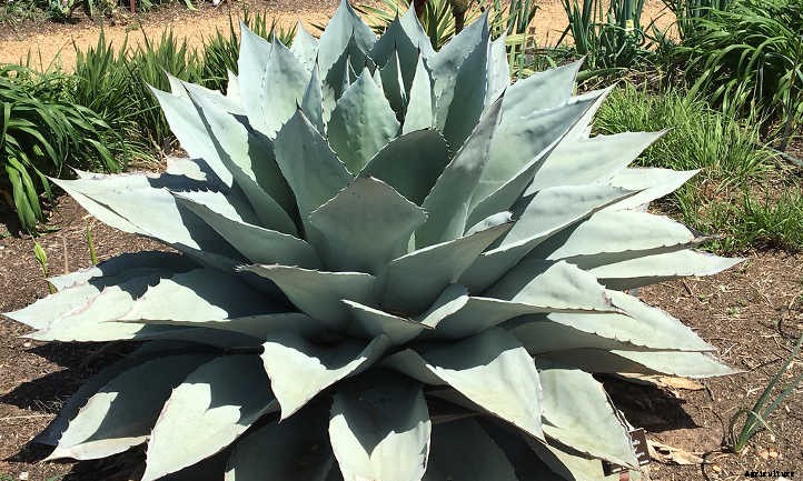 Xeriscape Plants: 35 Drought-Resistant Options