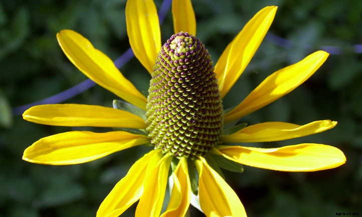 Xeriscape Plants: 35 Drought-Resistant Options