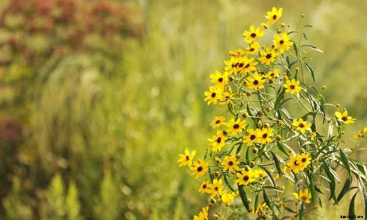 Xeriscape Plants: 35 Drought-Resistant Options