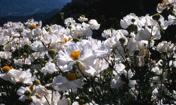 Xeriscape Plants: 35 Drought-Resistant Options