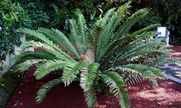 Xeriscape Plants: 35 Drought-Resistant Options