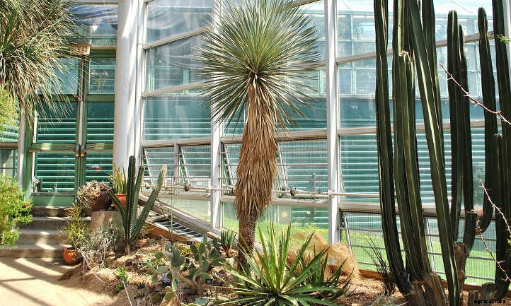 Xeriscape Plants: 35 Drought-Resistant Options