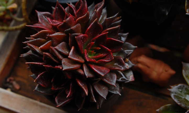 Echeveria Black Prince: The Succulent for Goth Gardening