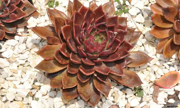 Echeveria Black Prince: The Succulent for Goth Gardening