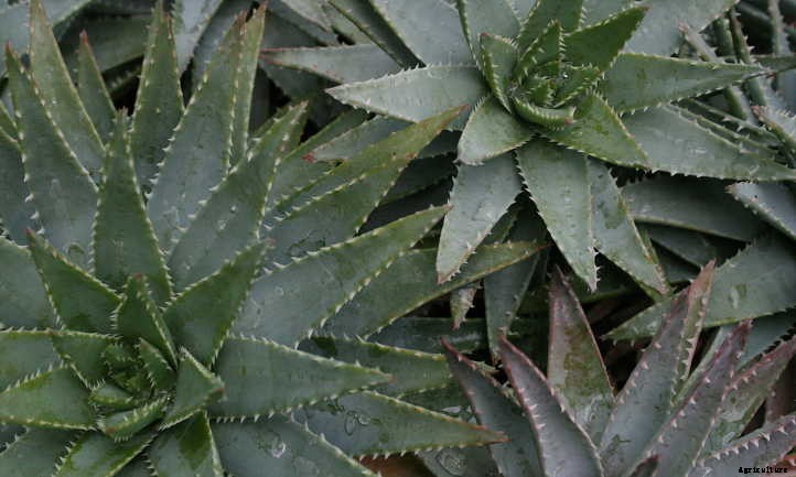Aloe Brevifolia: Growing the Chunky Crocodile