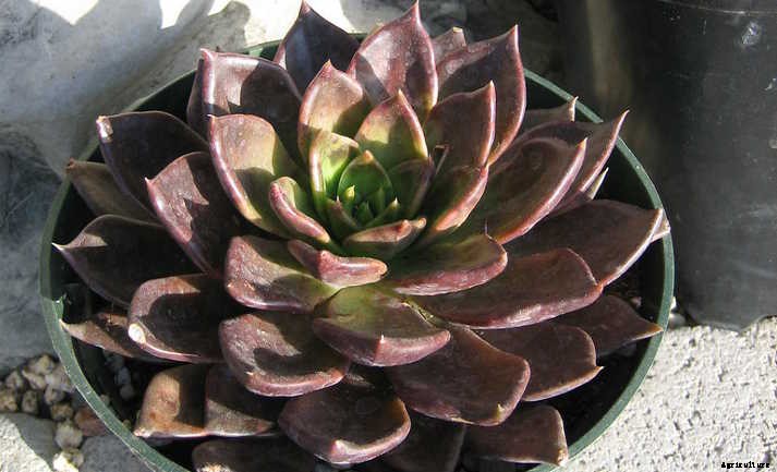 Echeveria Black Prince: The Succulent for Goth Gardening