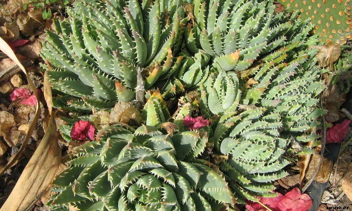 Aloe Brevifolia: Growing the Chunky Crocodile