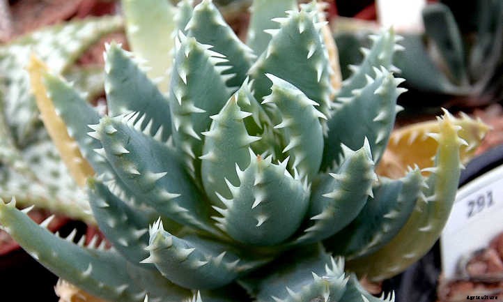 Aloe Brevifolia: Growing the Chunky Crocodile