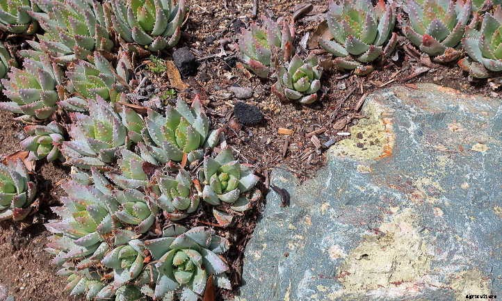 Aloe Brevifolia: Growing the Chunky Crocodile