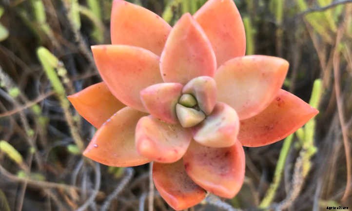 Graptosedum: The Genus for Breezy Gardening