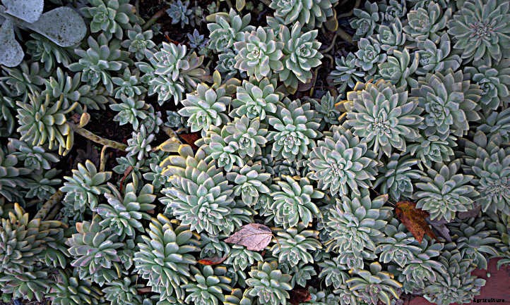 Graptosedum: The Genus for Breezy Gardening