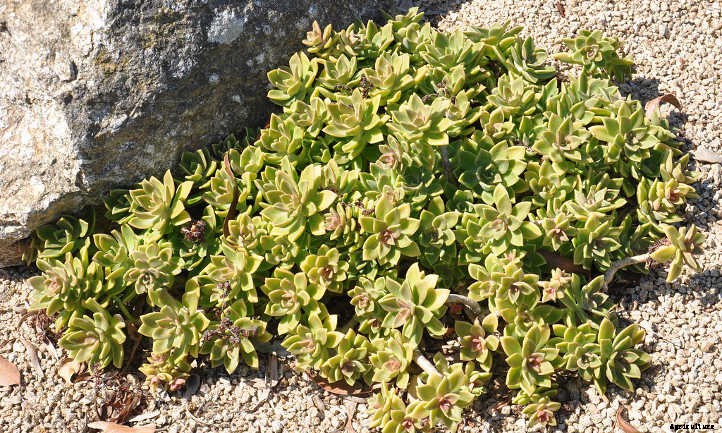 Graptosedum: The Genus for Breezy Gardening