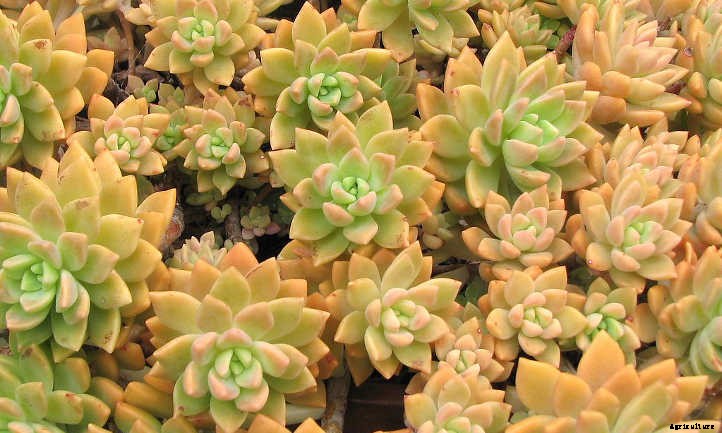 Graptosedum: The Genus for Breezy Gardening