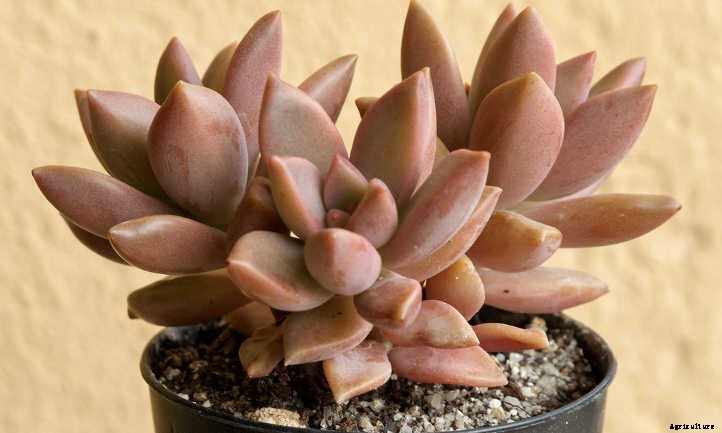 Graptosedum: The Genus for Breezy Gardening