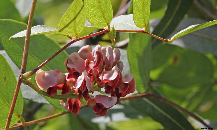 Apios Americana: Rare Vining Tubers For Your Garden