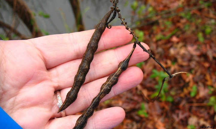 Apios Americana: Rare Vining Tubers For Your Garden