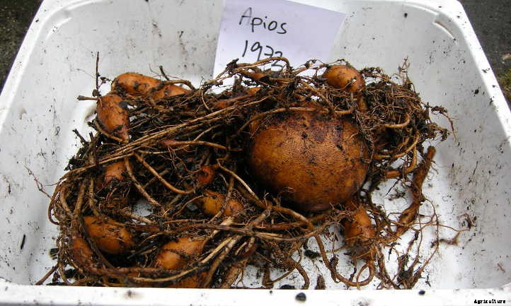 Apios Americana: Rare Vining Tubers For Your Garden