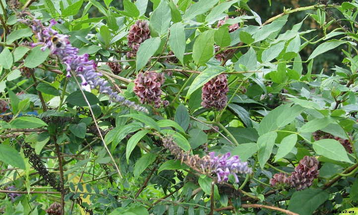 Apios Americana: Rare Vining Tubers For Your Garden