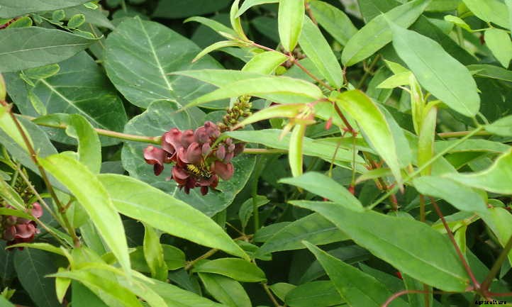 Apios Americana: Rare Vining Tubers For Your Garden