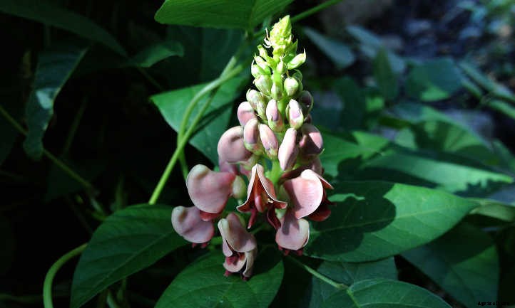 Apios Americana: Rare Vining Tubers For Your Garden