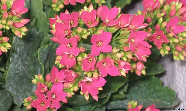 Kalanchoe Blossfeldiana: Fantastic Flaming Katy