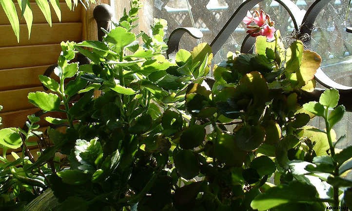 Kalanchoe Blossfeldiana: Fantastic Flaming Katy