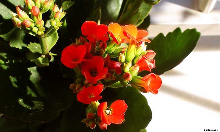 Kalanchoe Blossfeldiana: Fantastic Flaming Katy