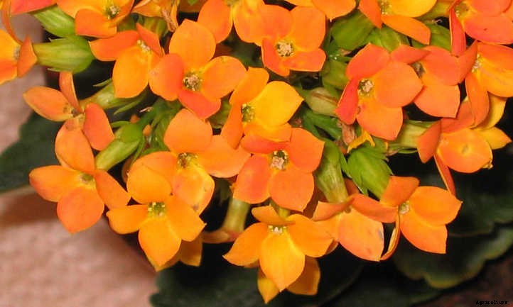 Kalanchoe Blossfeldiana: Fantastic Flaming Katy