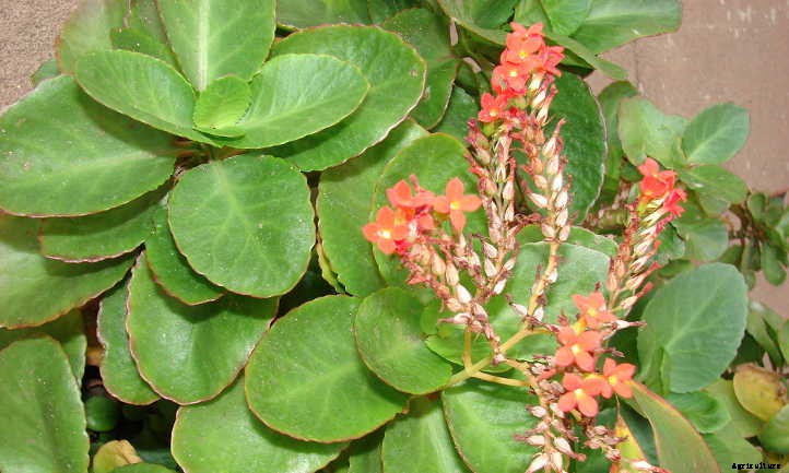 Kalanchoe Blossfeldiana: Fantastic Flaming Katy