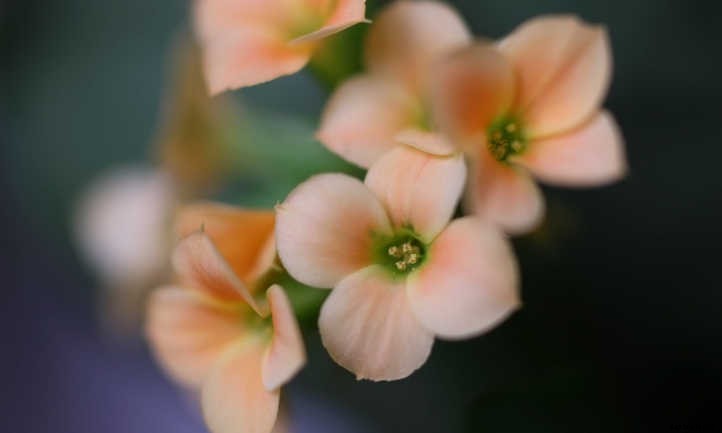 Kalanchoe Blossfeldiana: Fantastic Flaming Katy